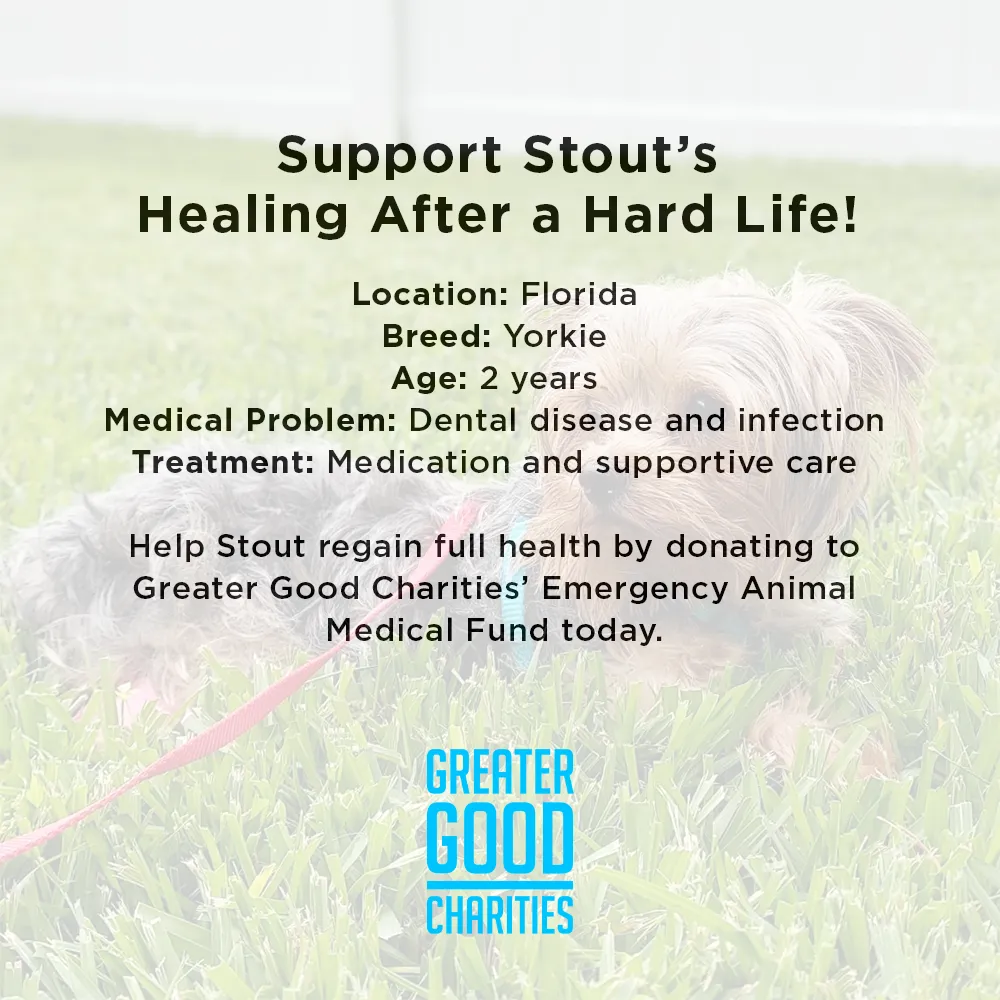 Funded: Support Stout’s Healing After a Hard Life