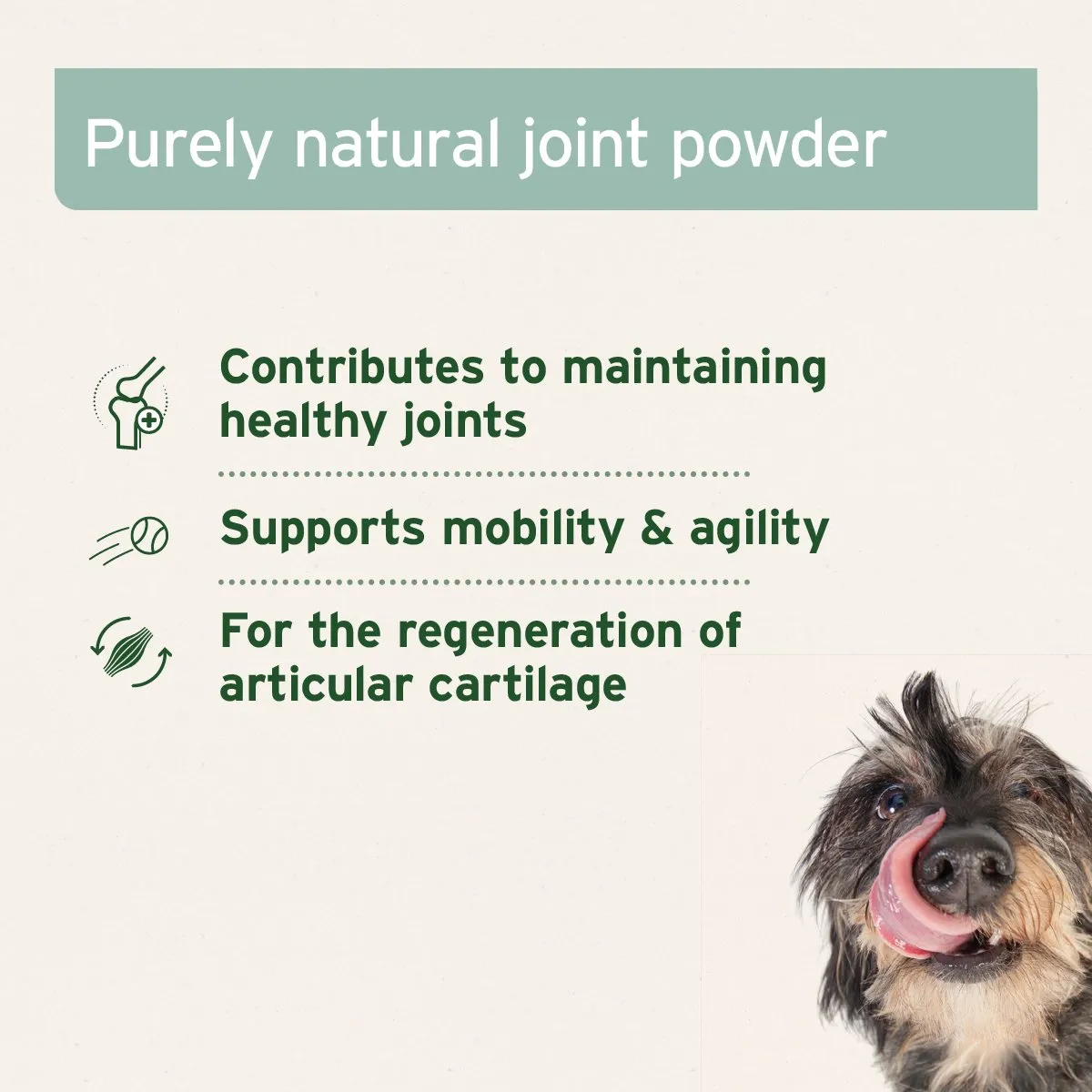 Green Lipped Mussel Powder for Dogs and Cats - Joint Support Supplement