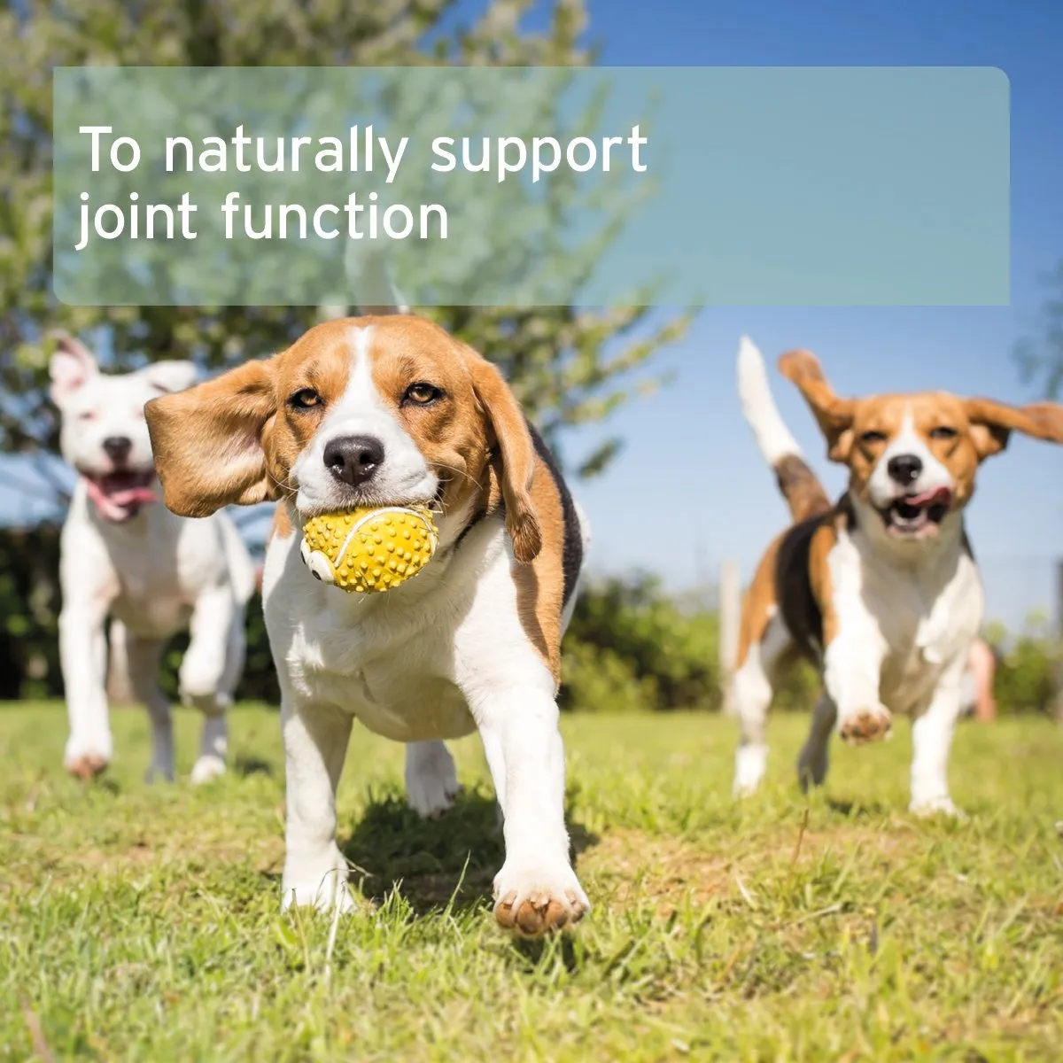 Green Lipped Mussel Powder for Dogs and Cats - Joint Support Supplement
