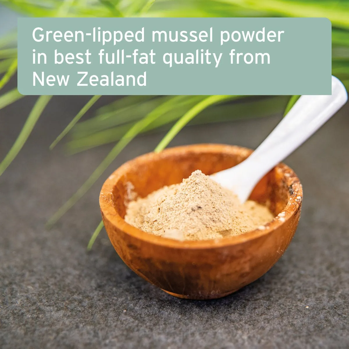 Green Lipped Mussel Powder for Dogs and Cats - Joint Support Supplement