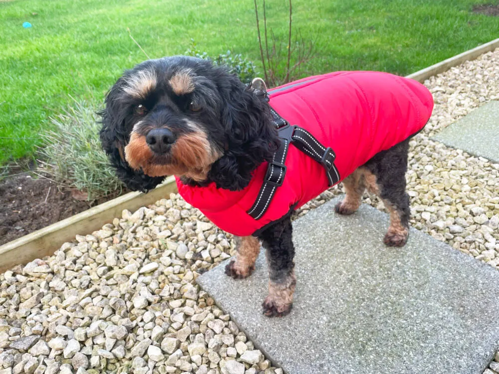 Happy Pet | Dog Walking | Green Harness & Jacket Combo