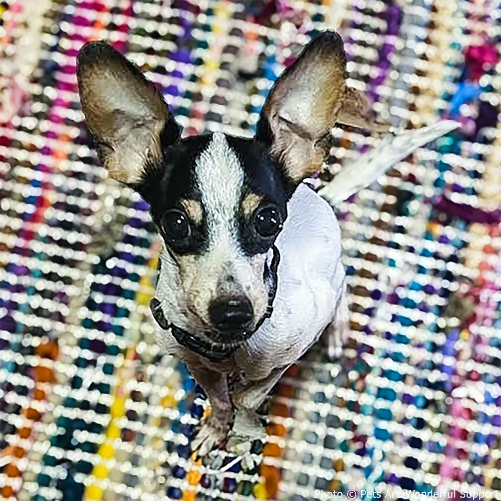 Help Treat Tiny Tula’s Teeth