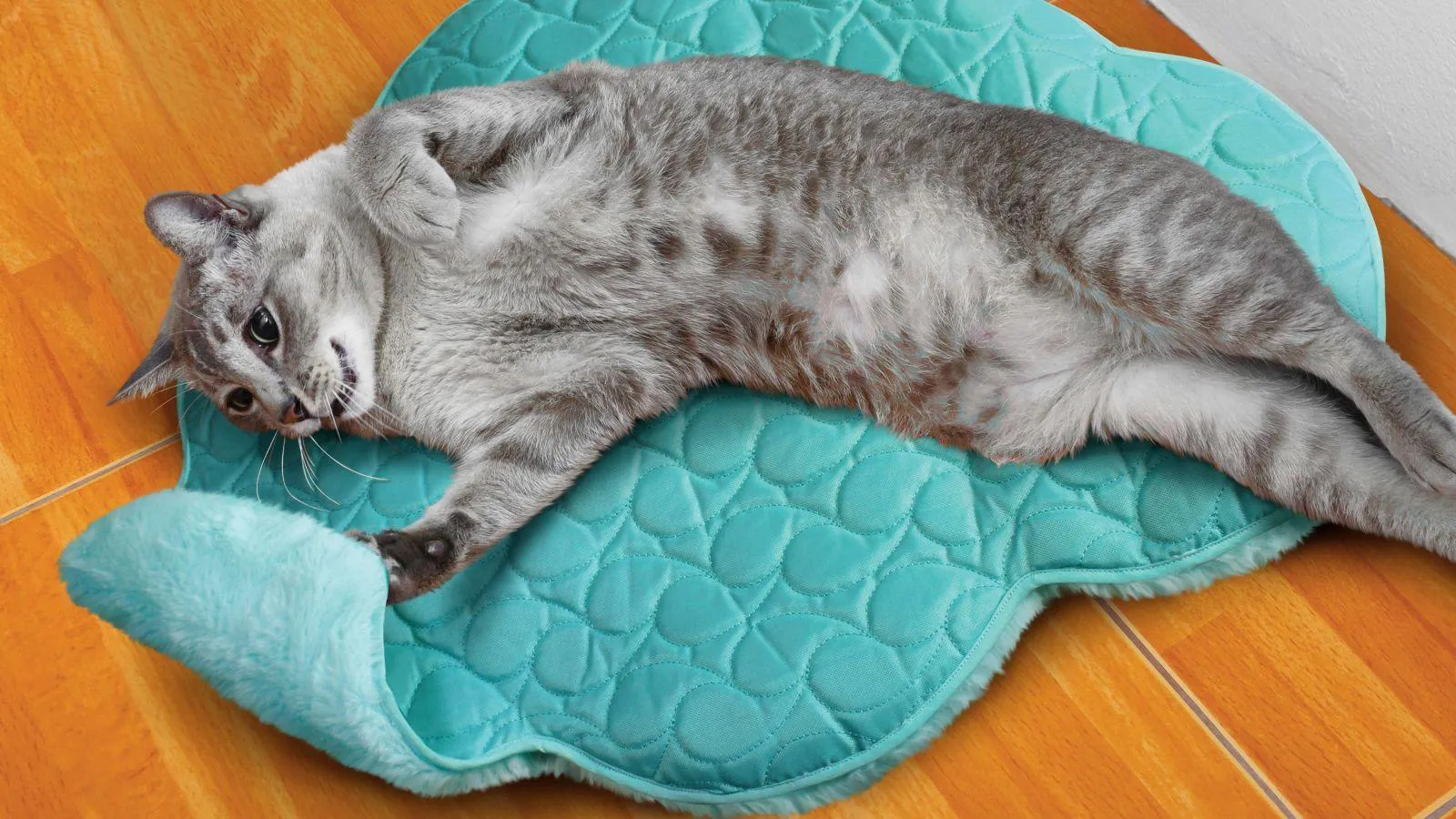 KONG - Cat PlaySpaces Cloud