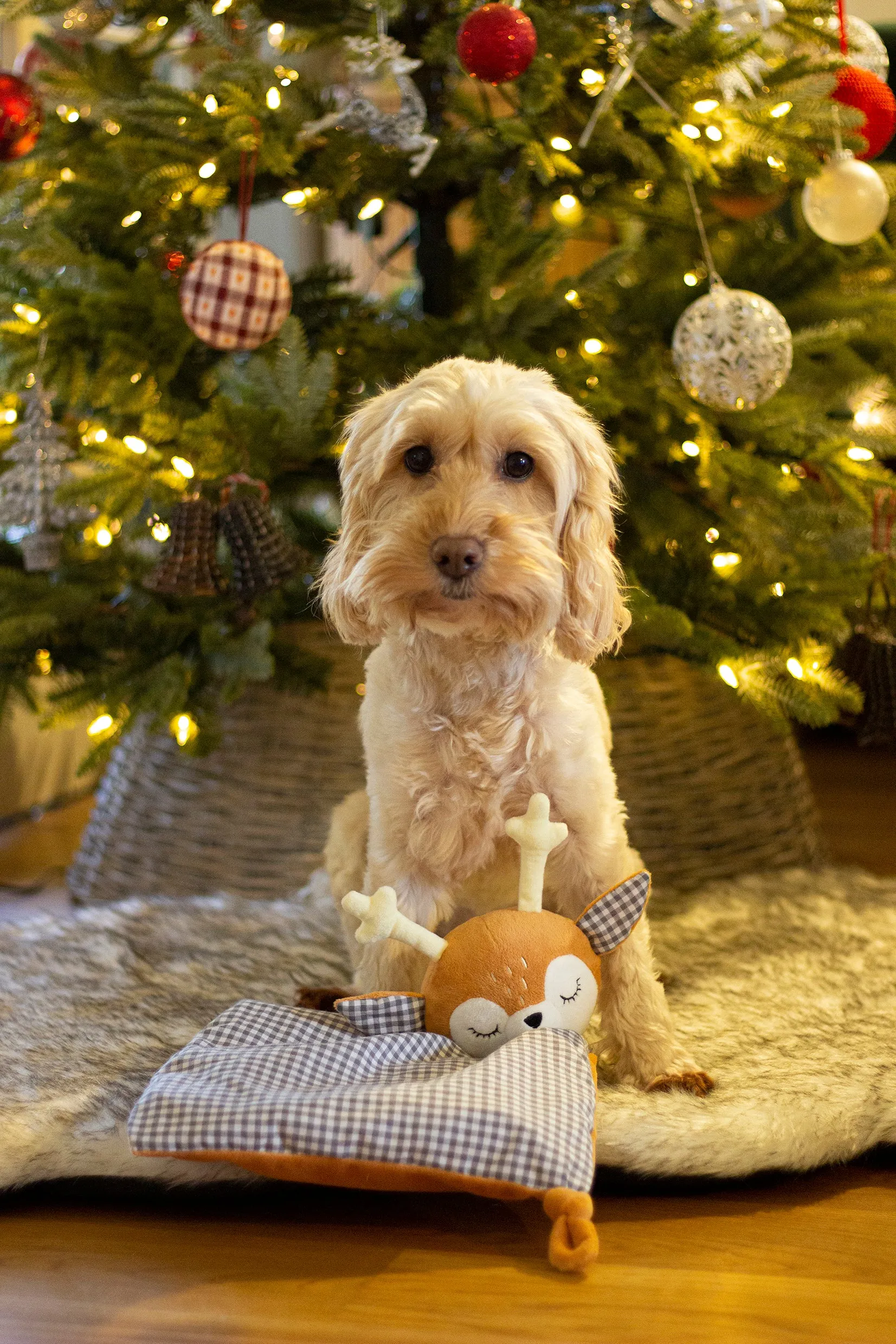 Rami Reindeer | Crinkle & Comfort Christmas Dog Snuggle Toy by Cupid & Comet