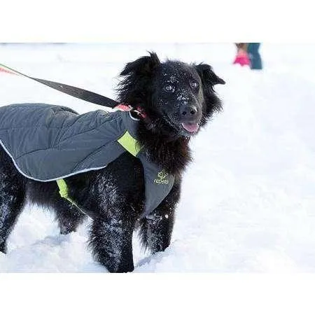 RC Dog Nimbus Puffer Royal Blue & Blue