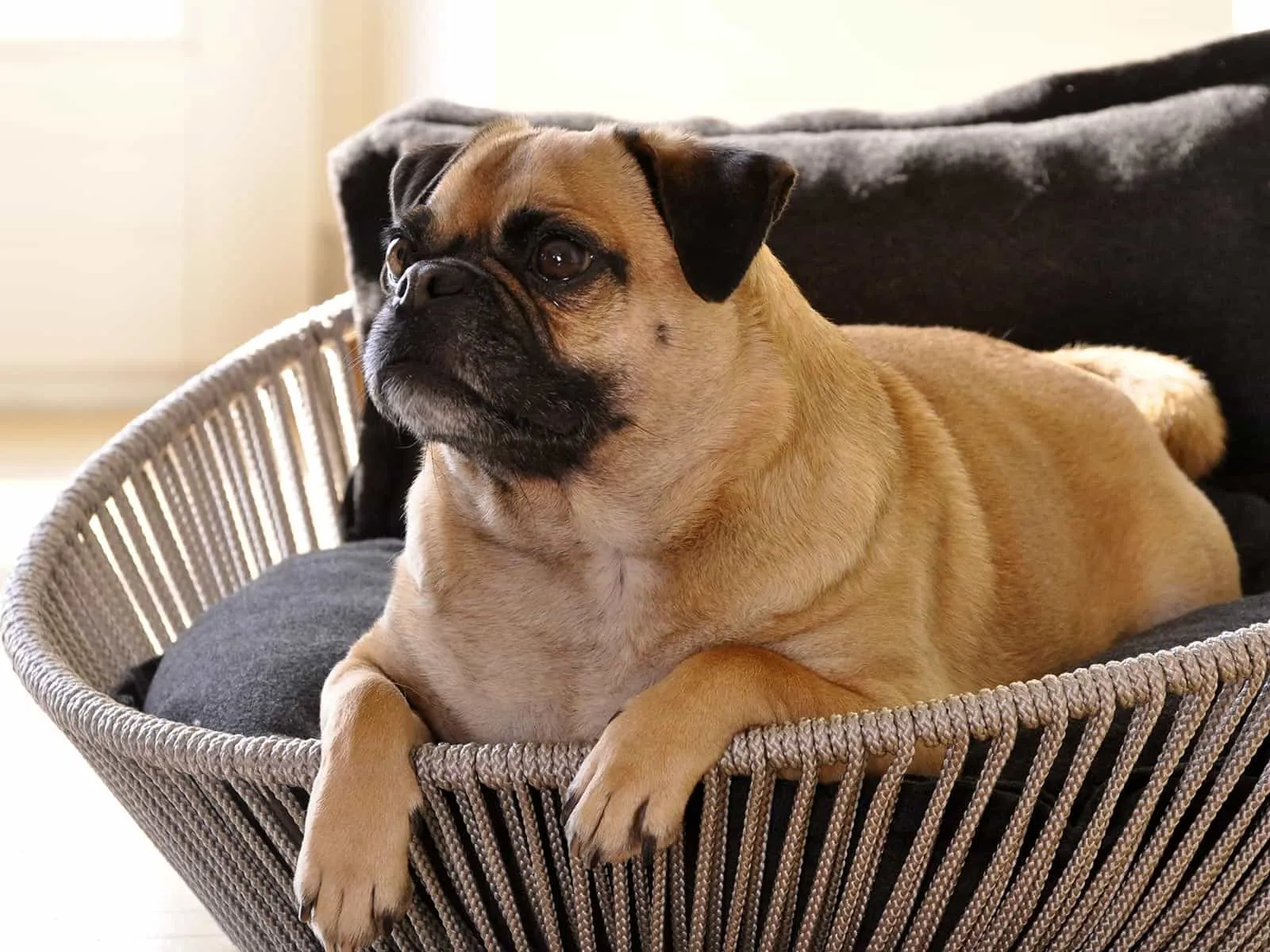 Siro Twist Pet Bed