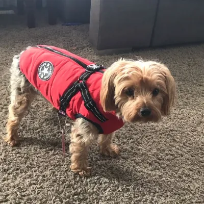 WaterProof Winter Jacket for Pets